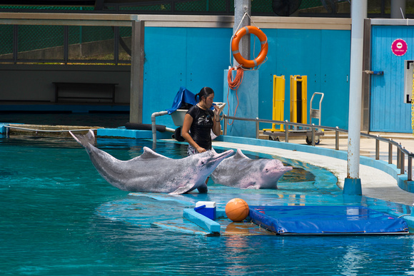Trainer blowing whistle at the completion of Dolphin show at the