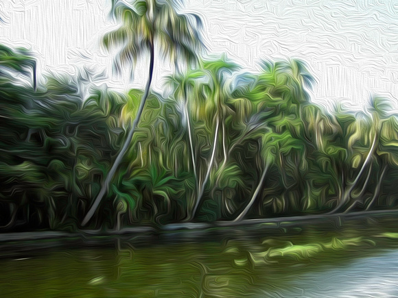 Coconut trees and other plants lined up next to a creek