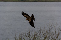 A large bird flying as part of the Birds of Prey show in the Bla