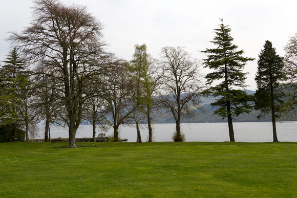 Trees on the shore of Loch Ness in the grounds of Aonach Mor in