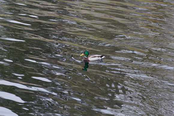 A Merganser drake in the water of the Loch Ness