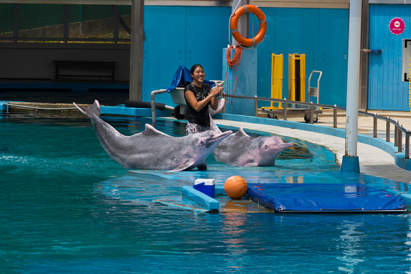 Trainer and dolphins celebrate the completion of show at the Und