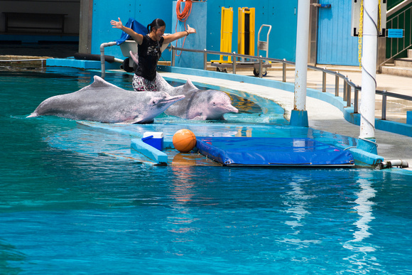 Female Trainer with the 2 dolphins at the Underwater world in Se