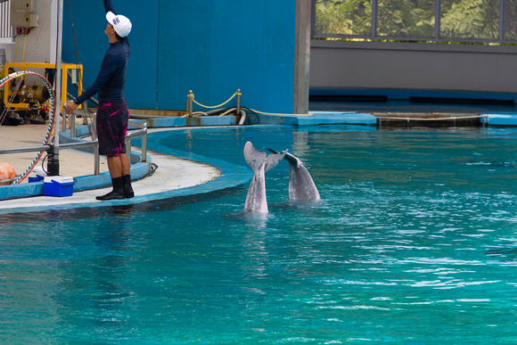 Trainer and 2 dolphins at the Underwater world in Sentosa