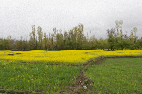 Mustard fields in Kashmir on the way to the town of Sonamarg fro