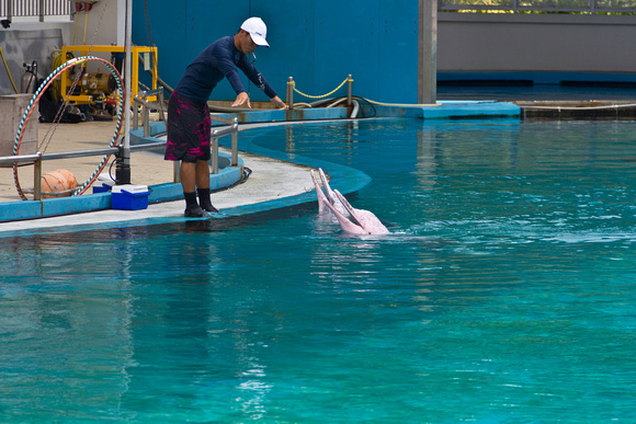 Trainer feeding duo of dolphins at the Underwater world in Sento
