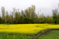 Rich yellow mustard fields in Kashmir on the way to the town of
