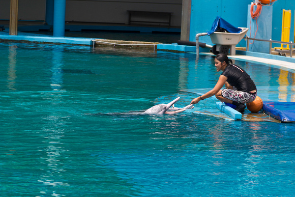 Feeding the dolphins as part of Dolphin show at the Underwater w