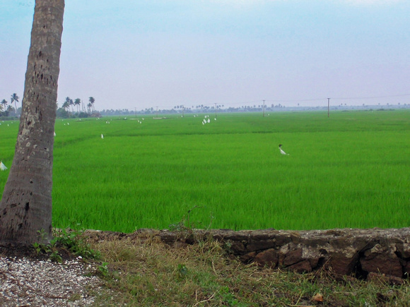 Green fields with birds in Kerala, India