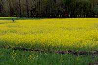 Rich yellow mustard fields and trees in Kashmir on the way to th