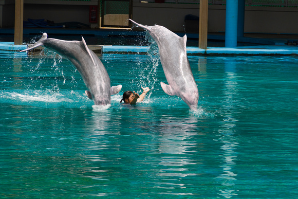 2 dolphins jumping over female trainer at the Underwater world i