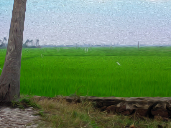Green fields with birds in Kerala, India