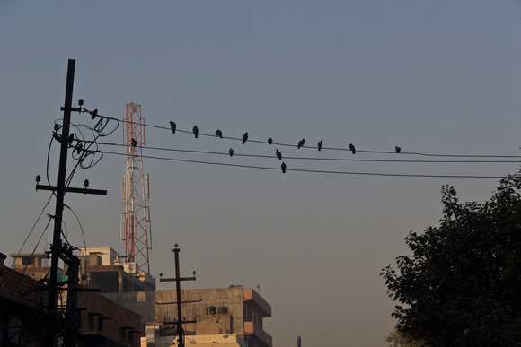 Pigeons sitting on electric wires in Jodhpur