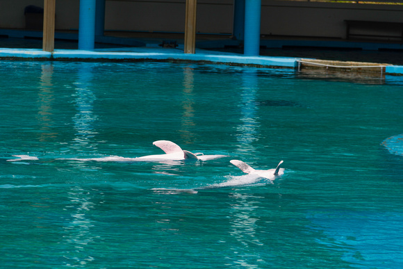 Dolphins swimming upside down as part of show at the Underwater