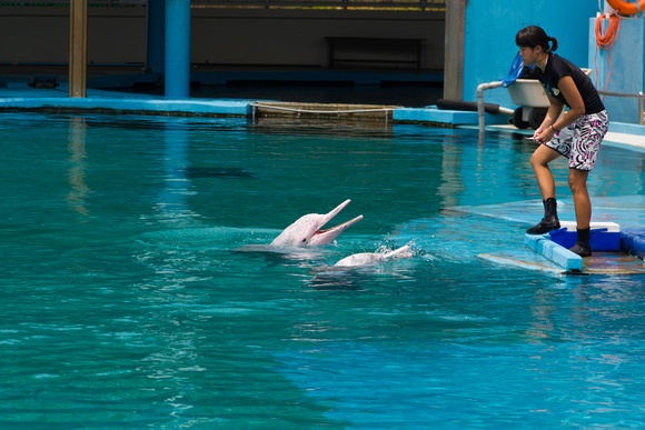Female Trainer feeding 2 dolphins at the Underwater world in Sen