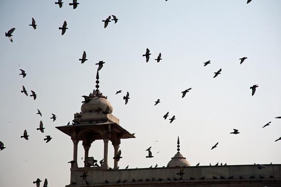 A flock of pigeons crowding one of the structures on top of the Red Fort