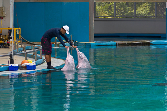 Trainer patting the dolphins as a part of Dolphin show at the Un